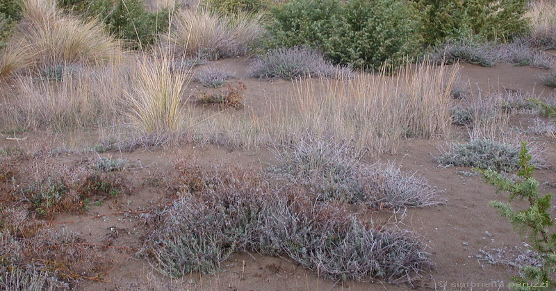 Funghi delle dune e retrodune...